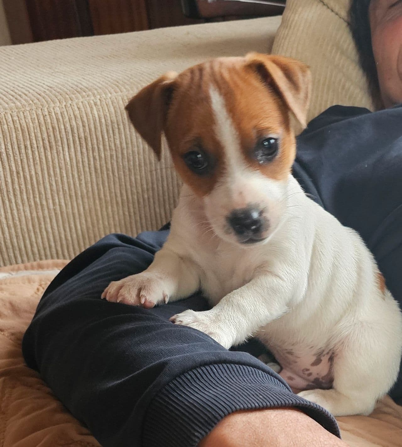Liten Jack Russell gutt tilsalgs.