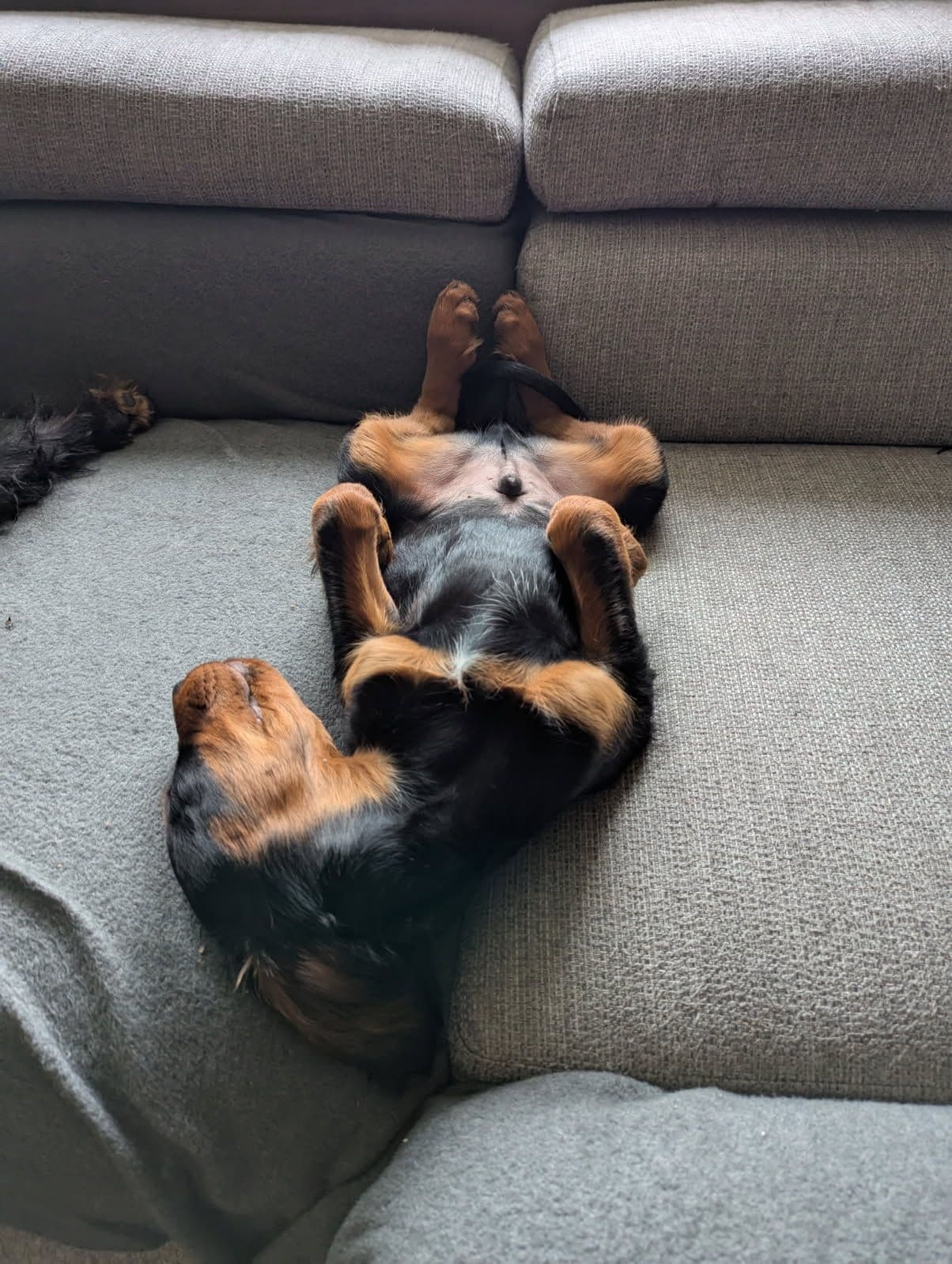 FLOTT GORDON SETTER VALP
