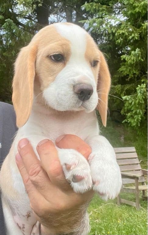 Beagle valp