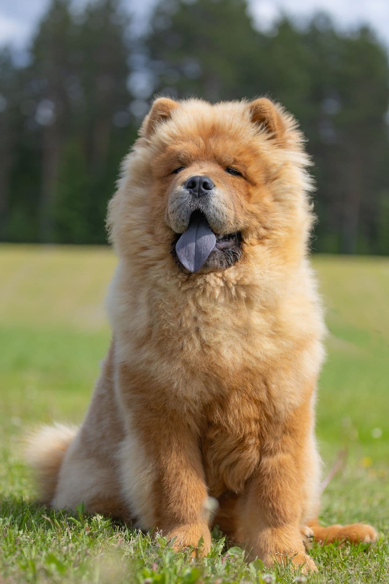 Chow Chow hannvalp