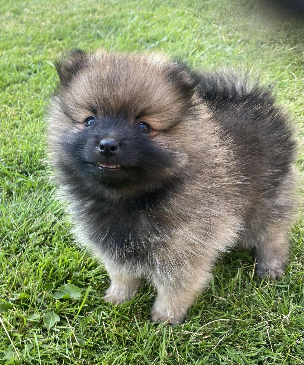 Kleinspitz valper