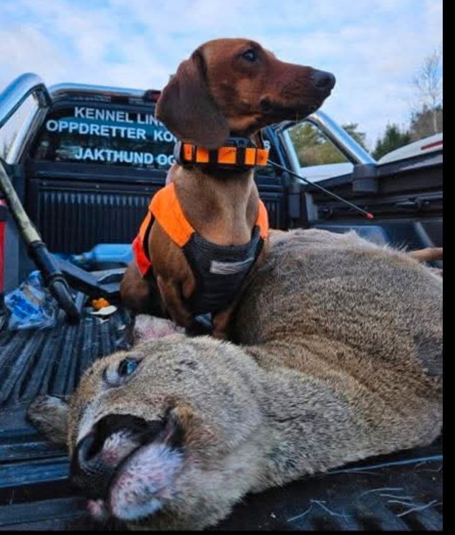 Korthår standard dachshund fra gode jaktlinjer