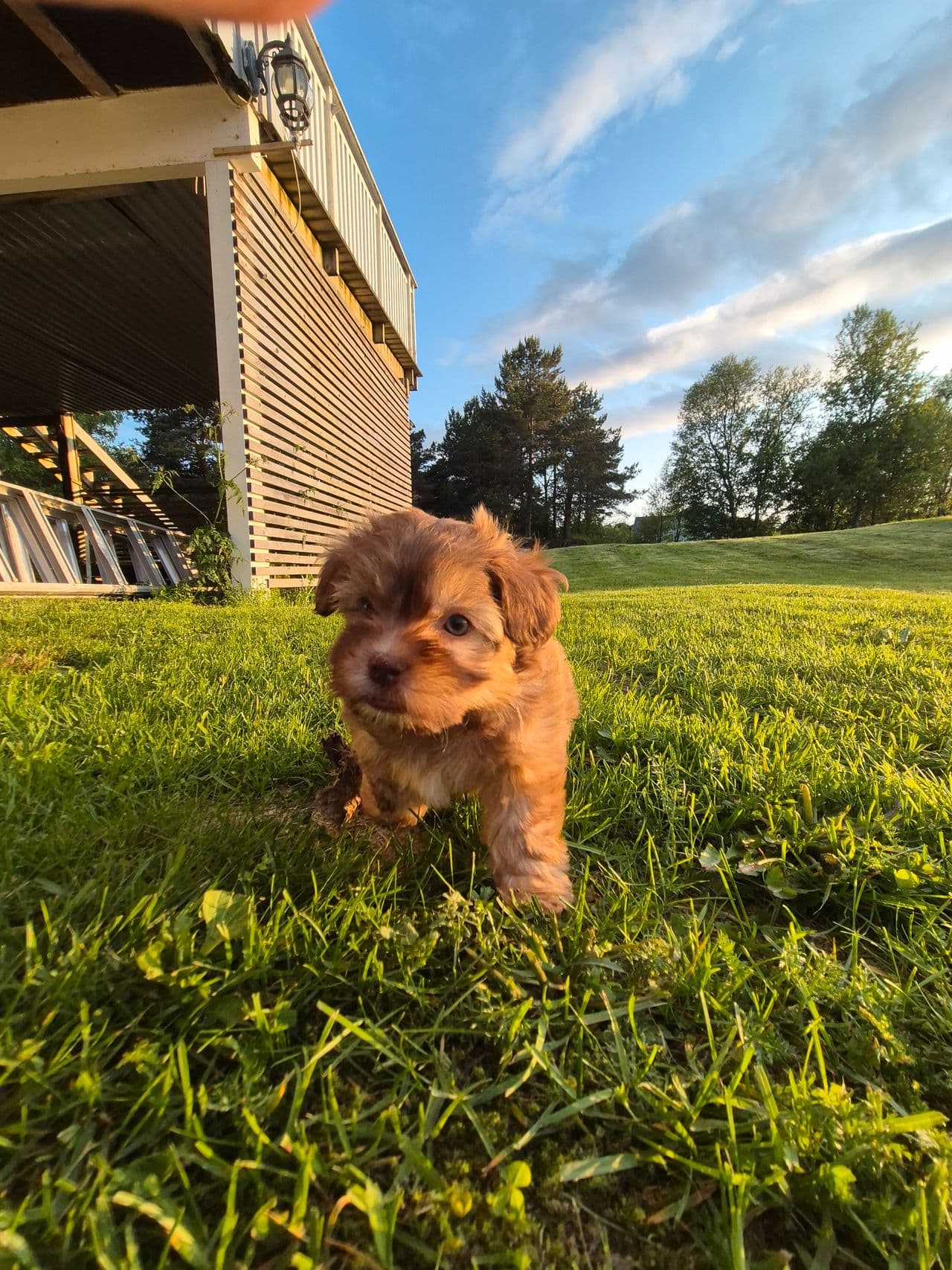 Nkk registrert bichon havanais valp