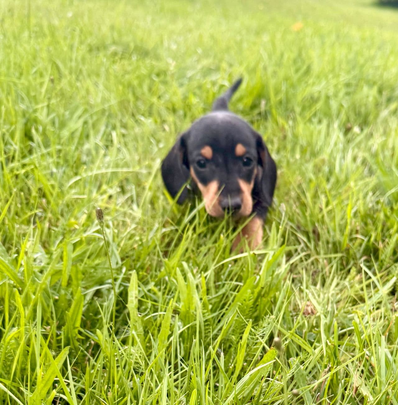 Standard dachs valper