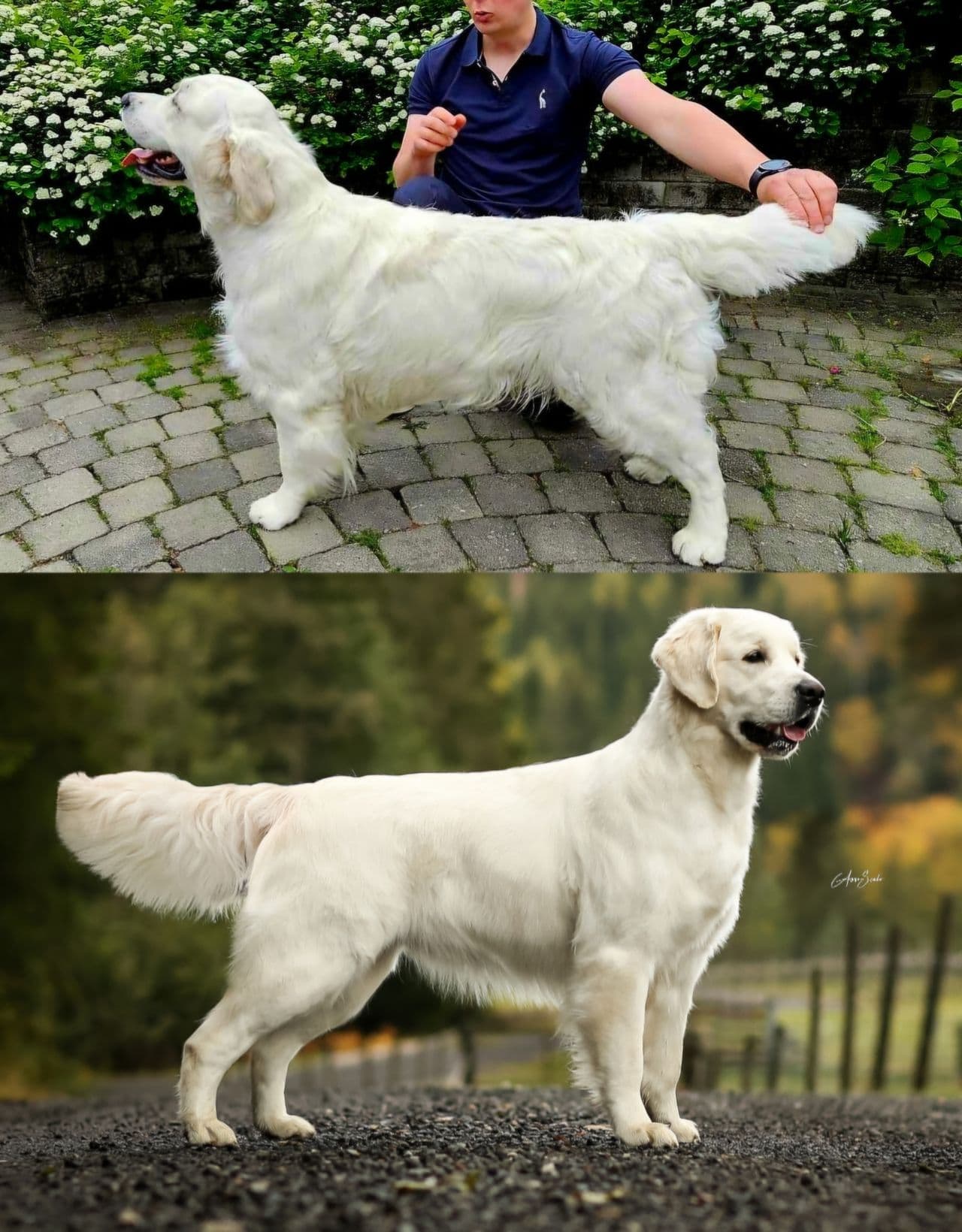 NKK Registrerte golden retriever valper til salg