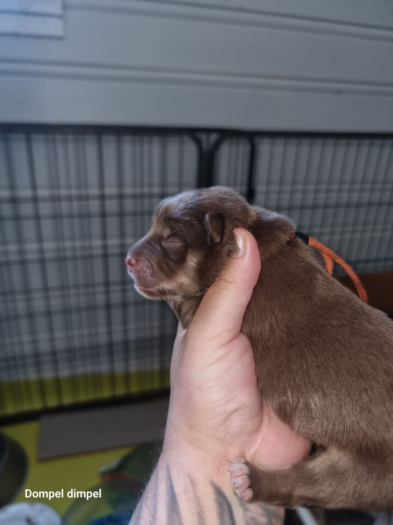 Finsk lapphund valper