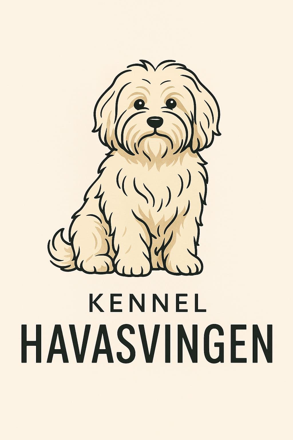 Bichon havanais kvalpar frå kennel Havasvingen