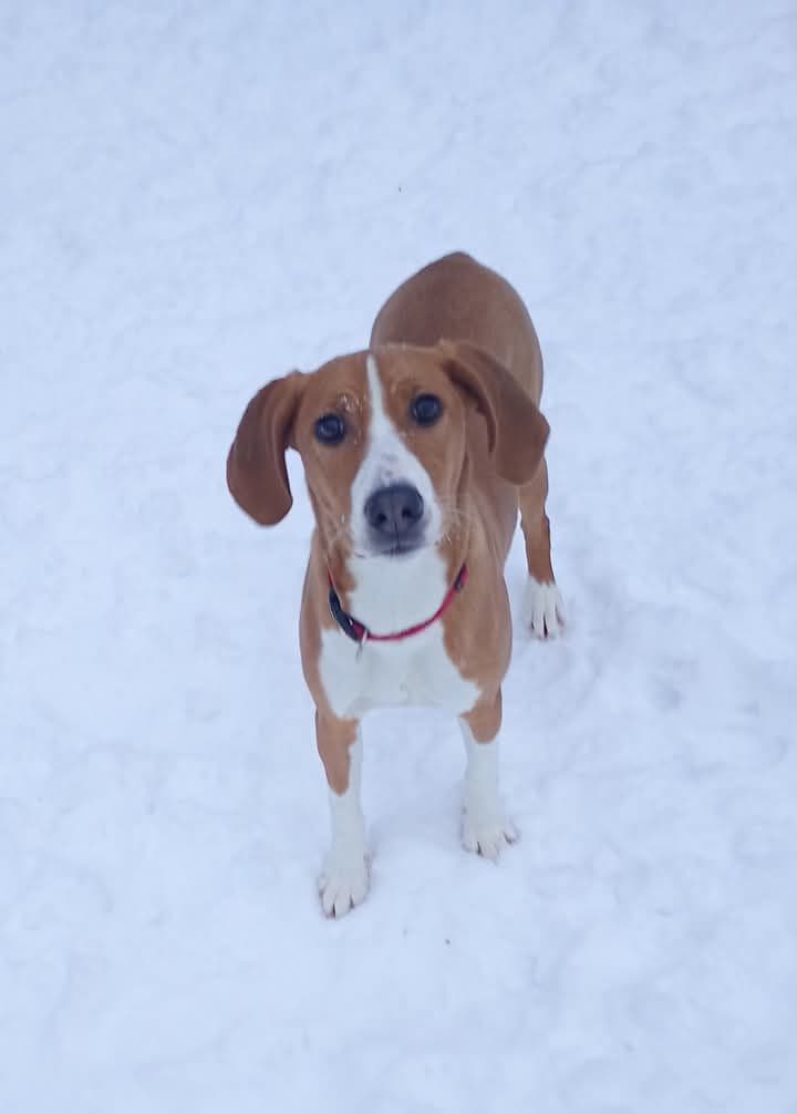 Ung Hygenhund-tispe (11 måneder) omplasseres