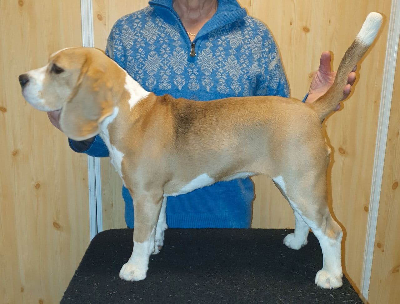 Aha Knerten Kennel venter valpekull uke 22