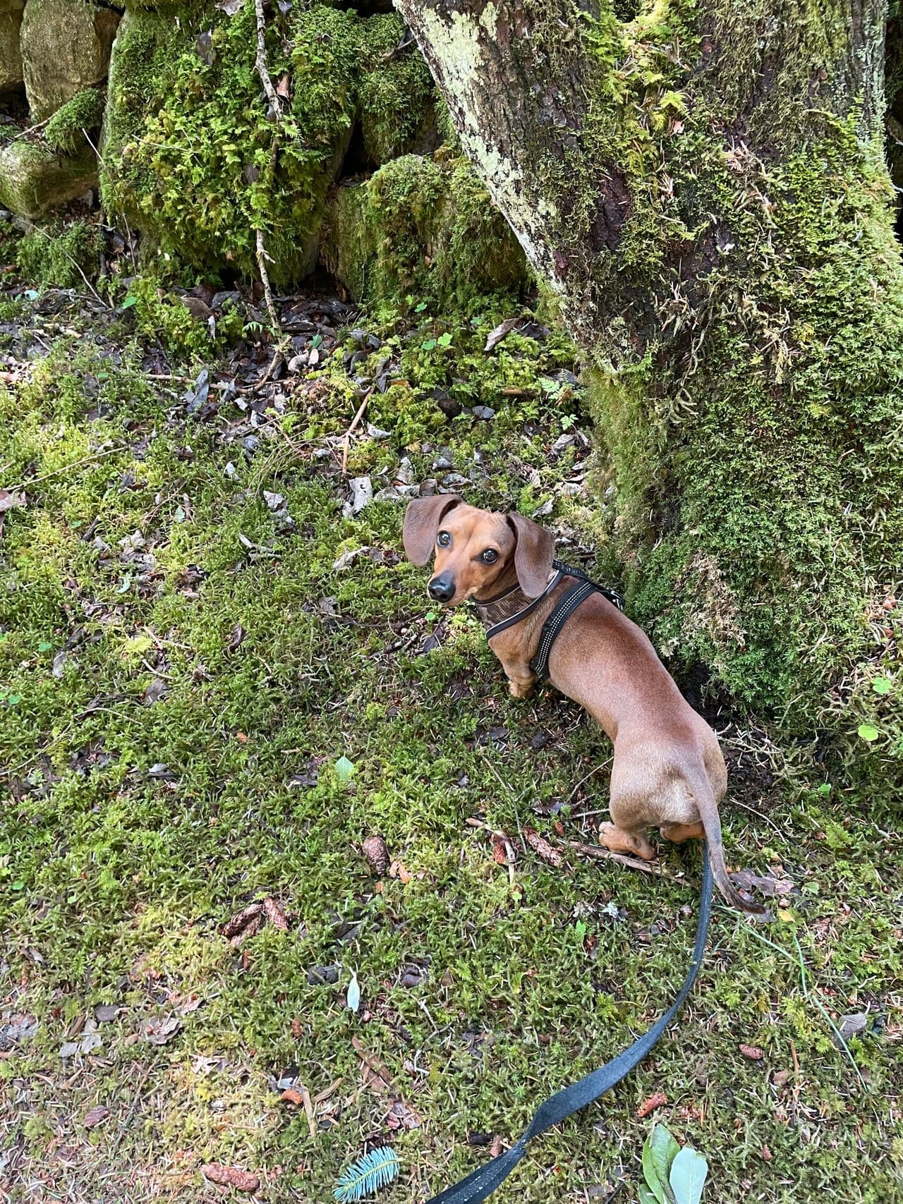 Omplassering daschs hanhund 2 år.