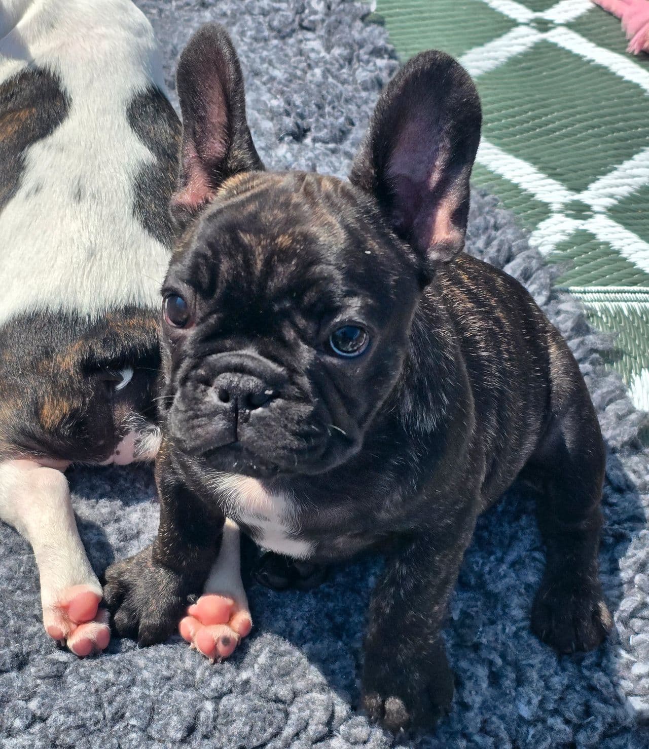 Fransk Bulldog valper.
