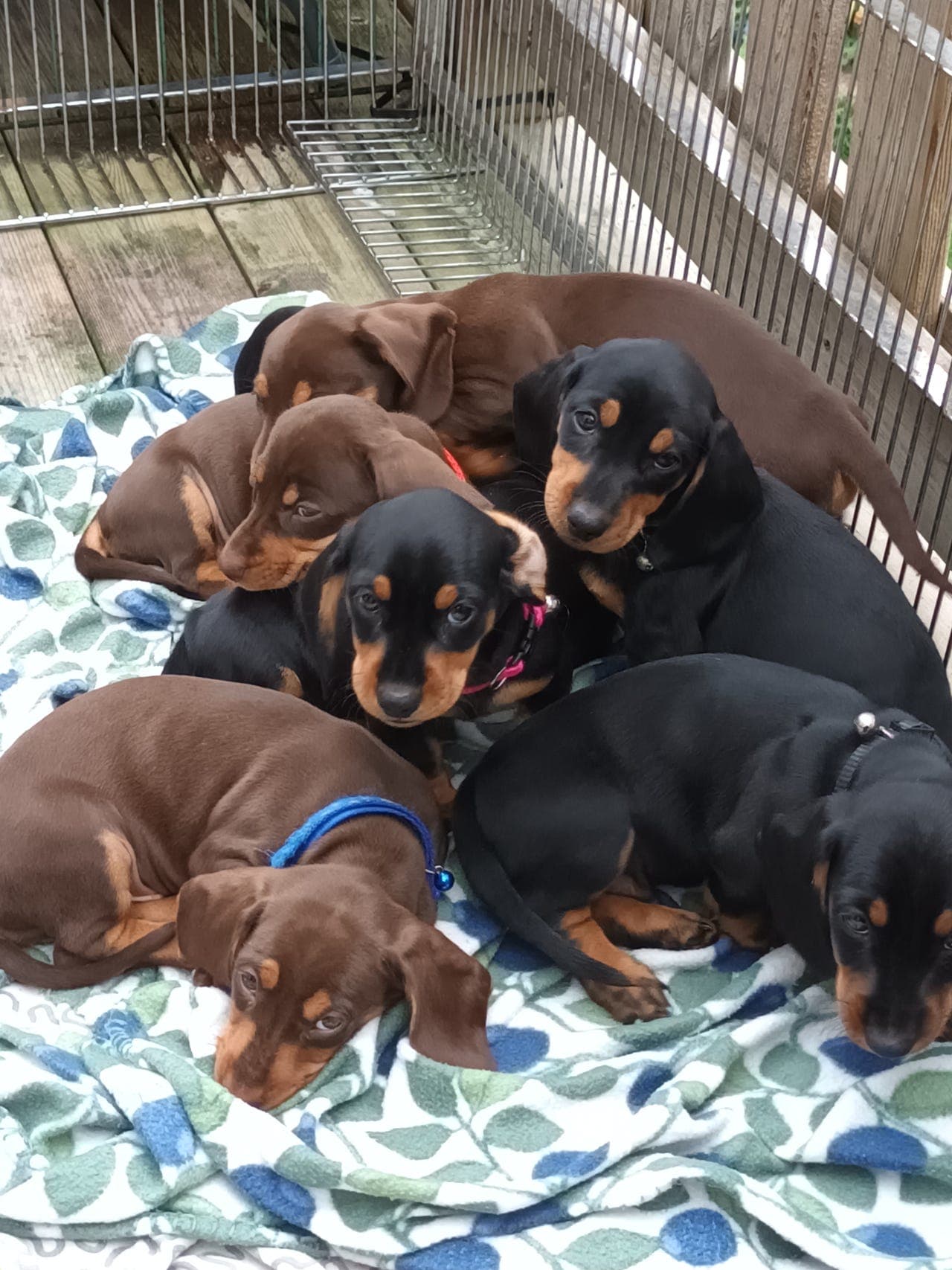 Dachshund valper