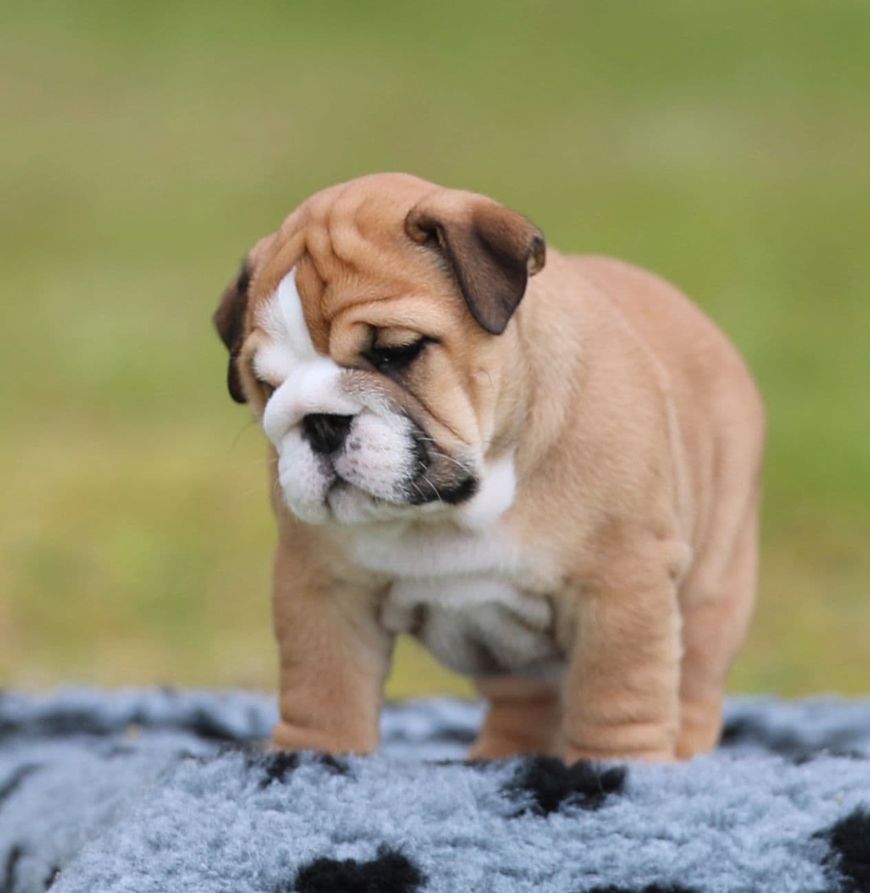 Engelsk Bulldog valper