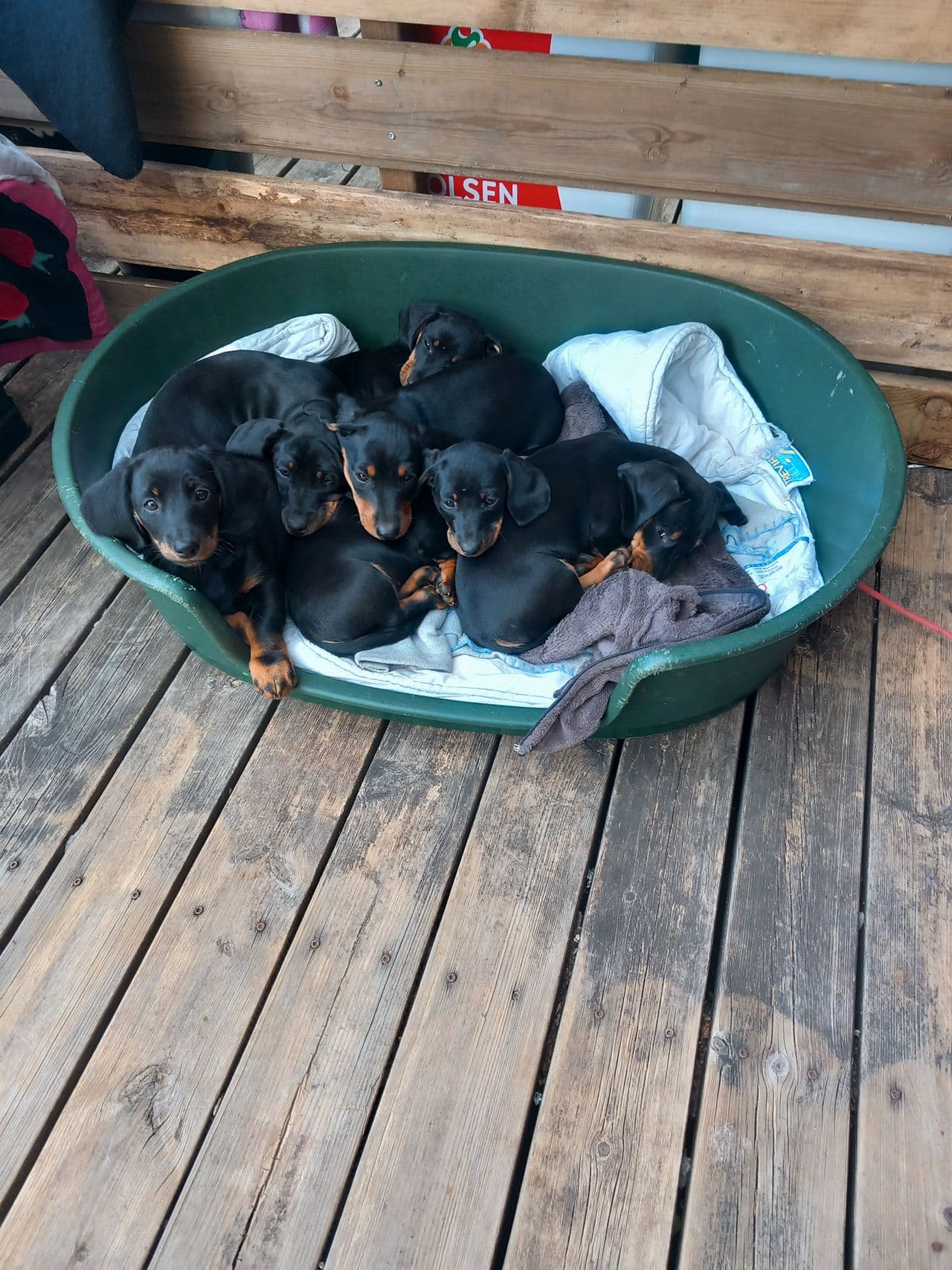 Dachshundvalper