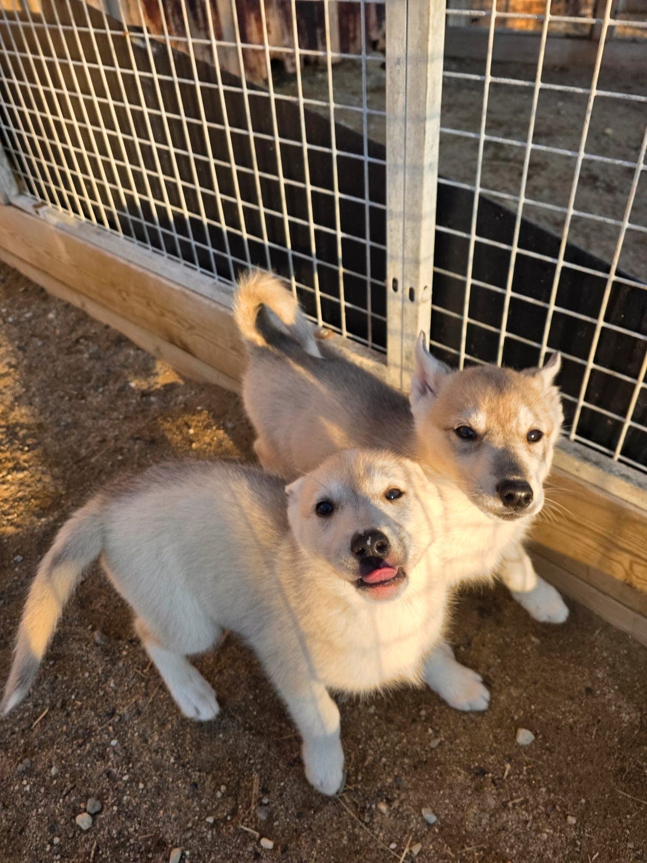 Siberian Husky valper (tisper)