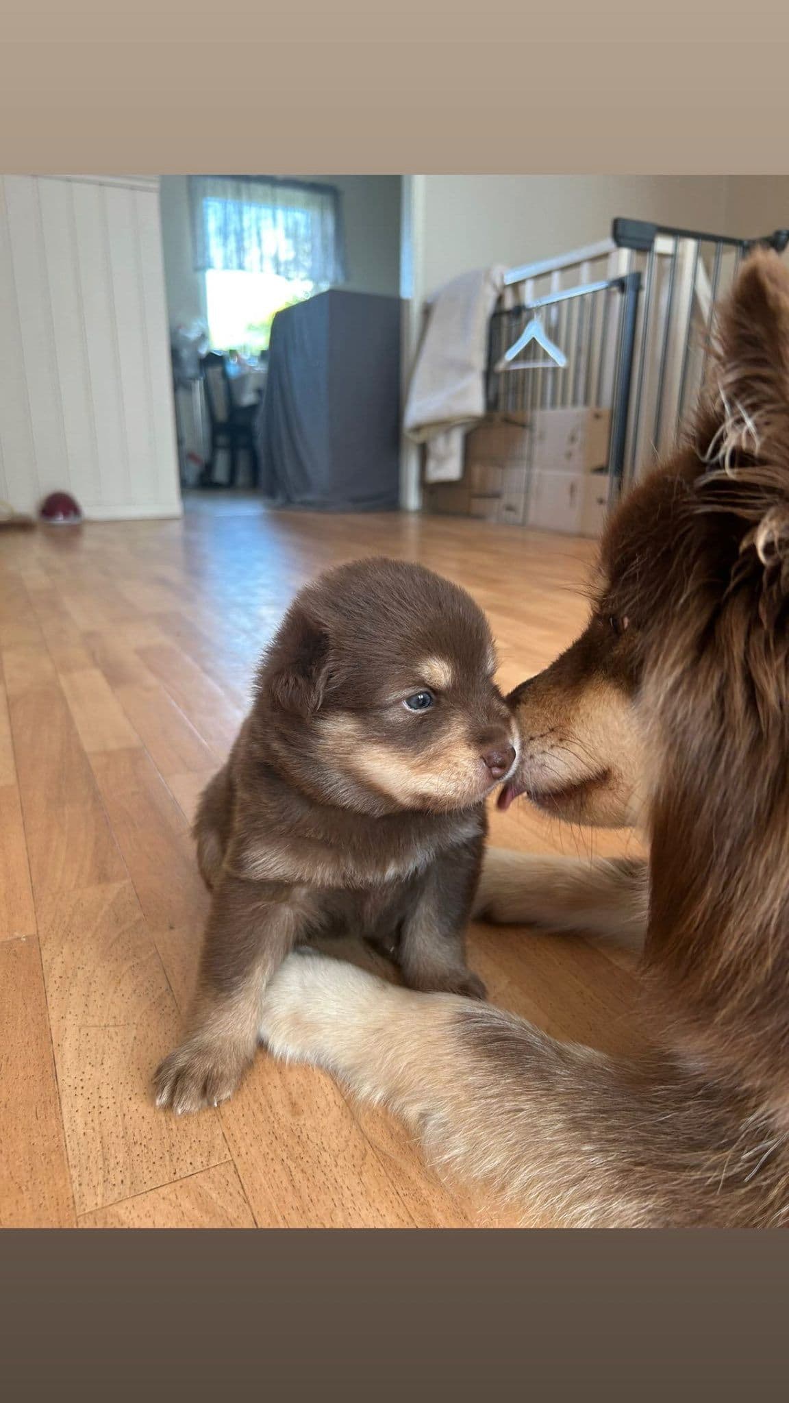 Finsk lapphund valper
