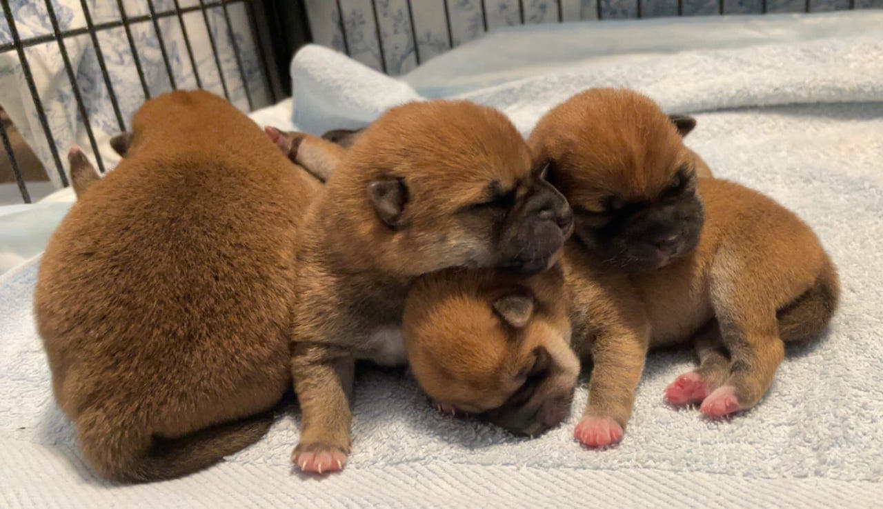 ✨Shiba valper✨