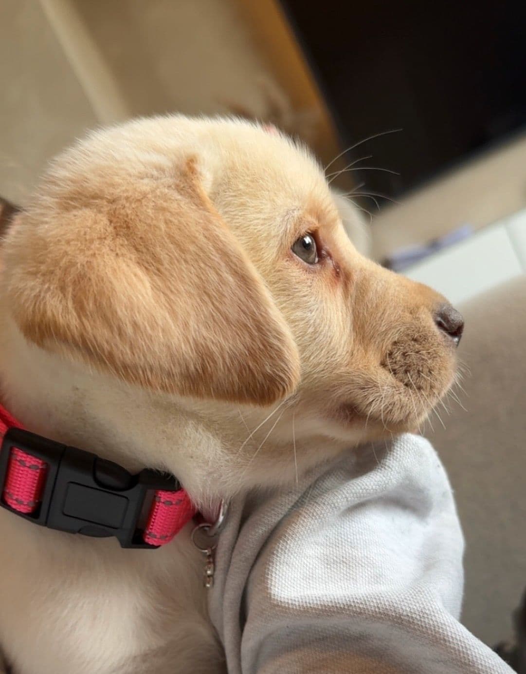 Labrador valp selges.