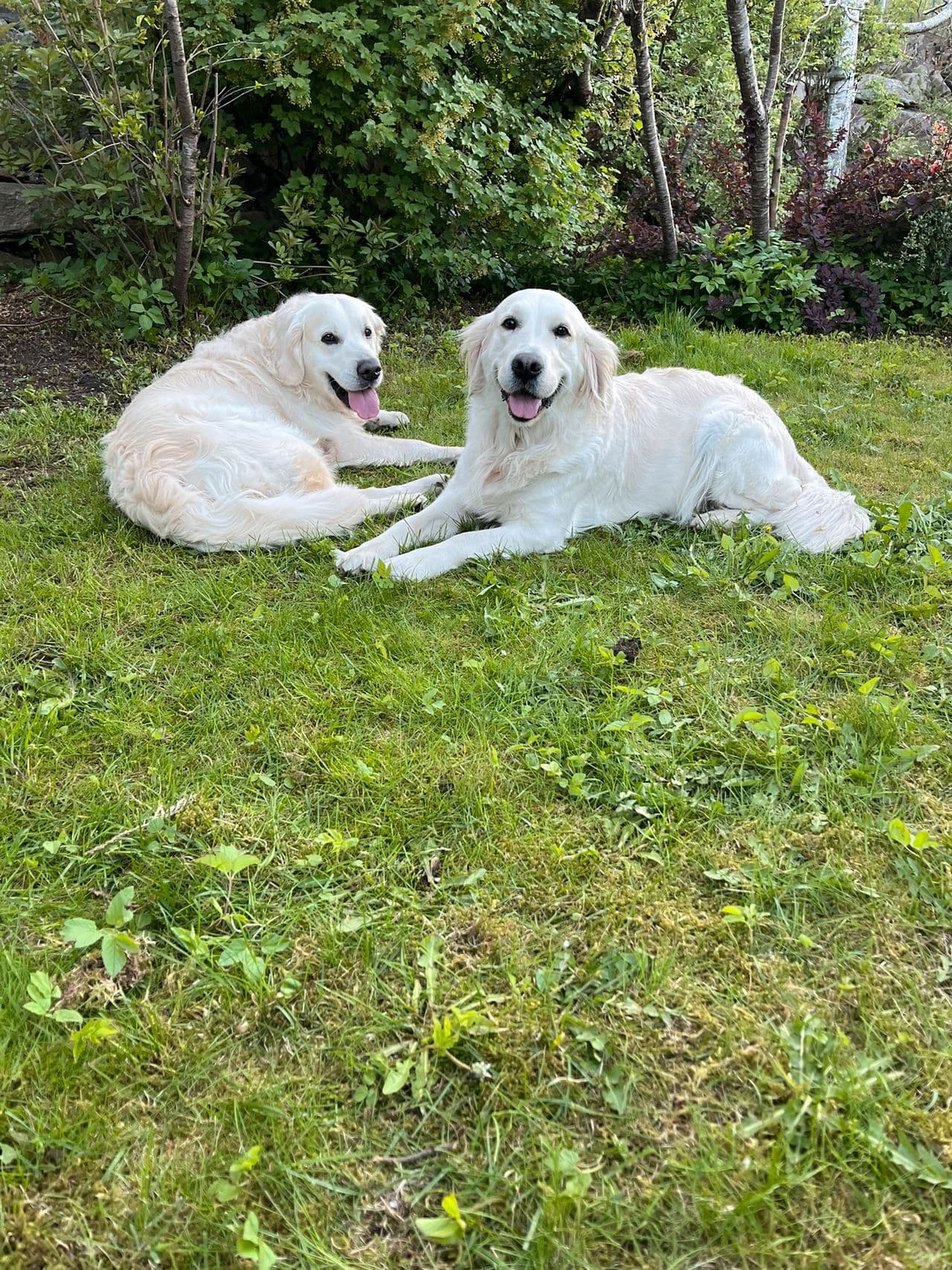 Golden retriever valper ventes i juli – rolige, snille foreldre (Kristiansand)