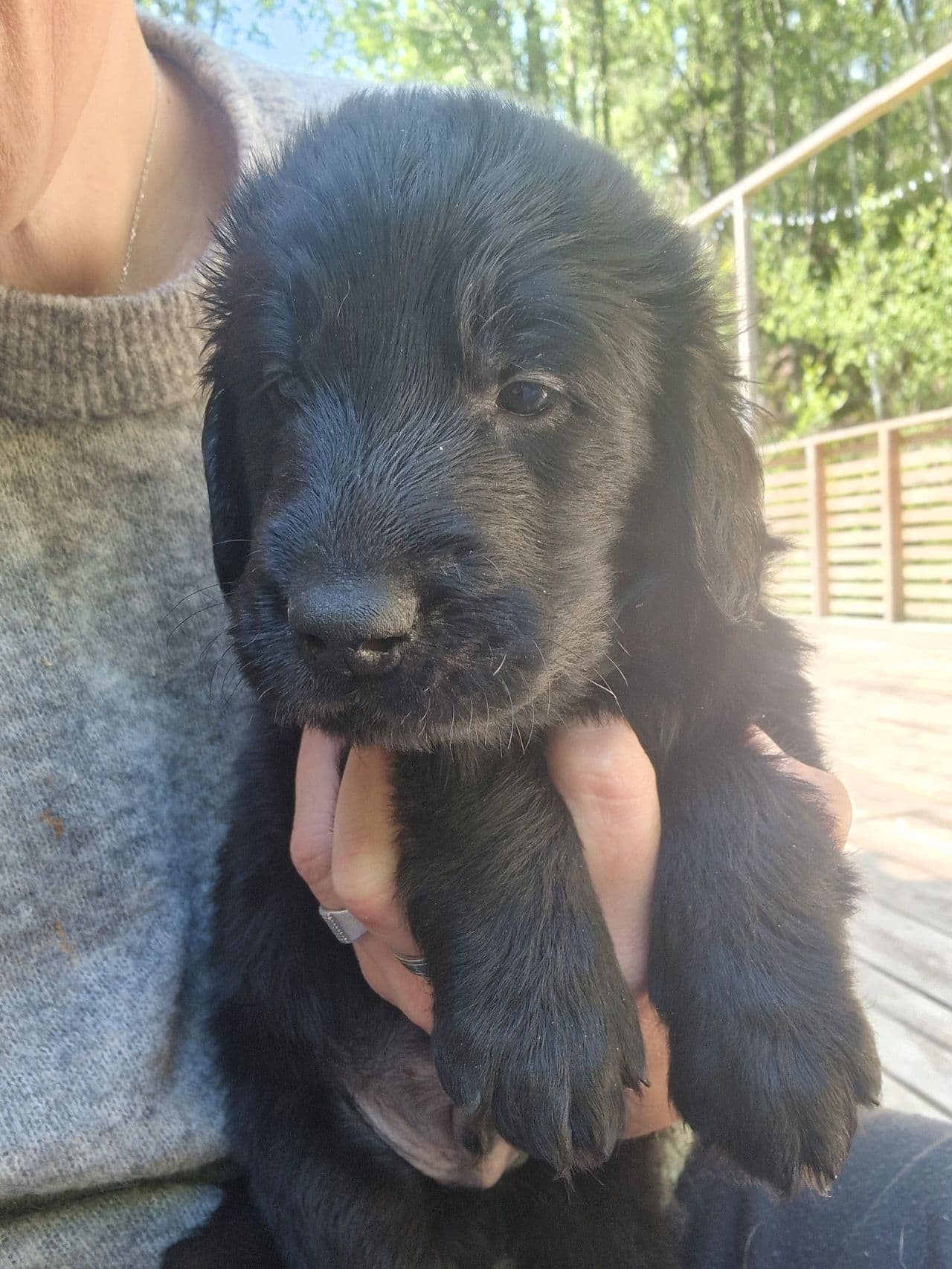 Kennel Flatnews har ledige flat coated retriever valper