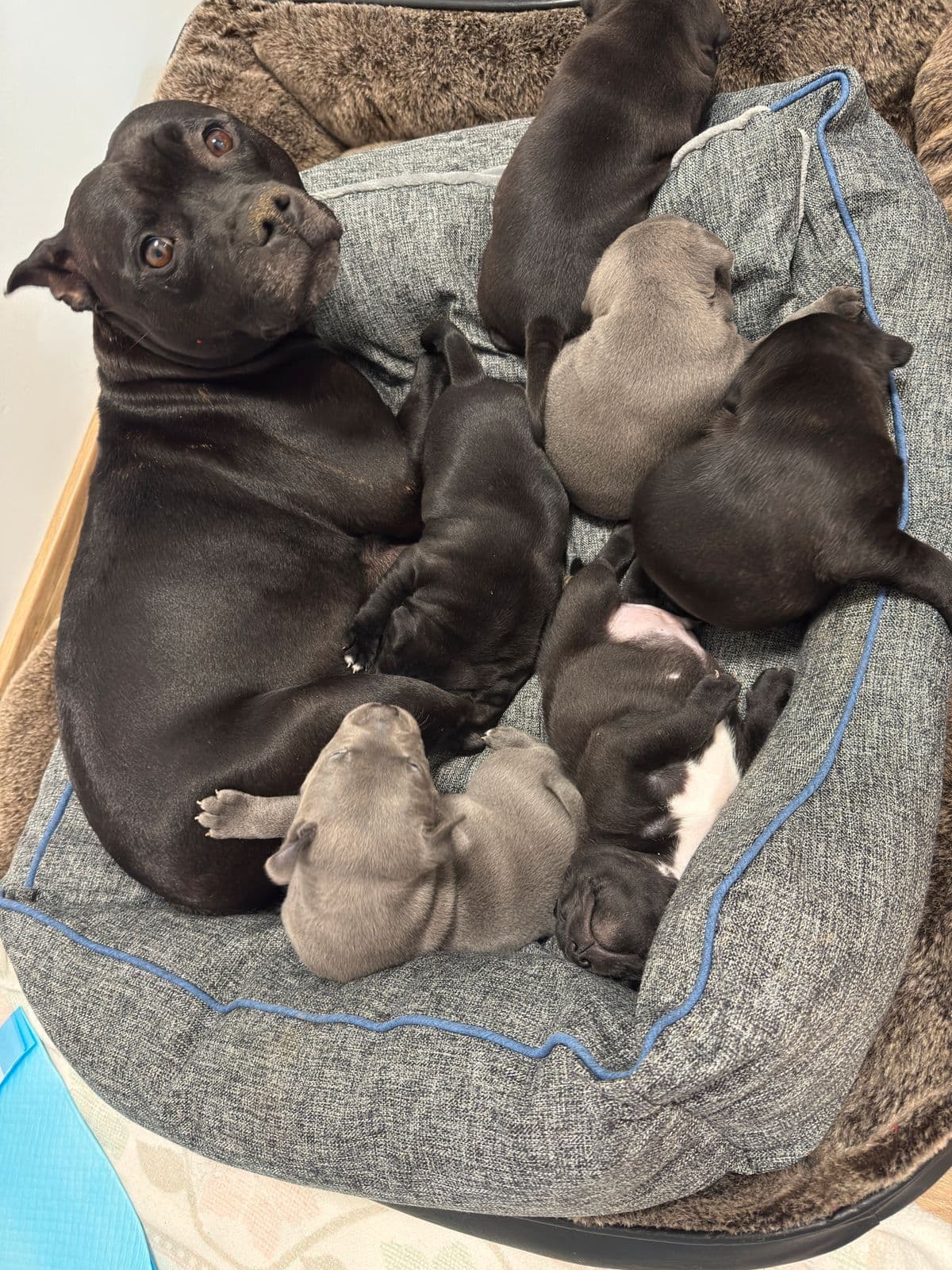 Staffordshire Bull Terrier valper til salgs 🐾