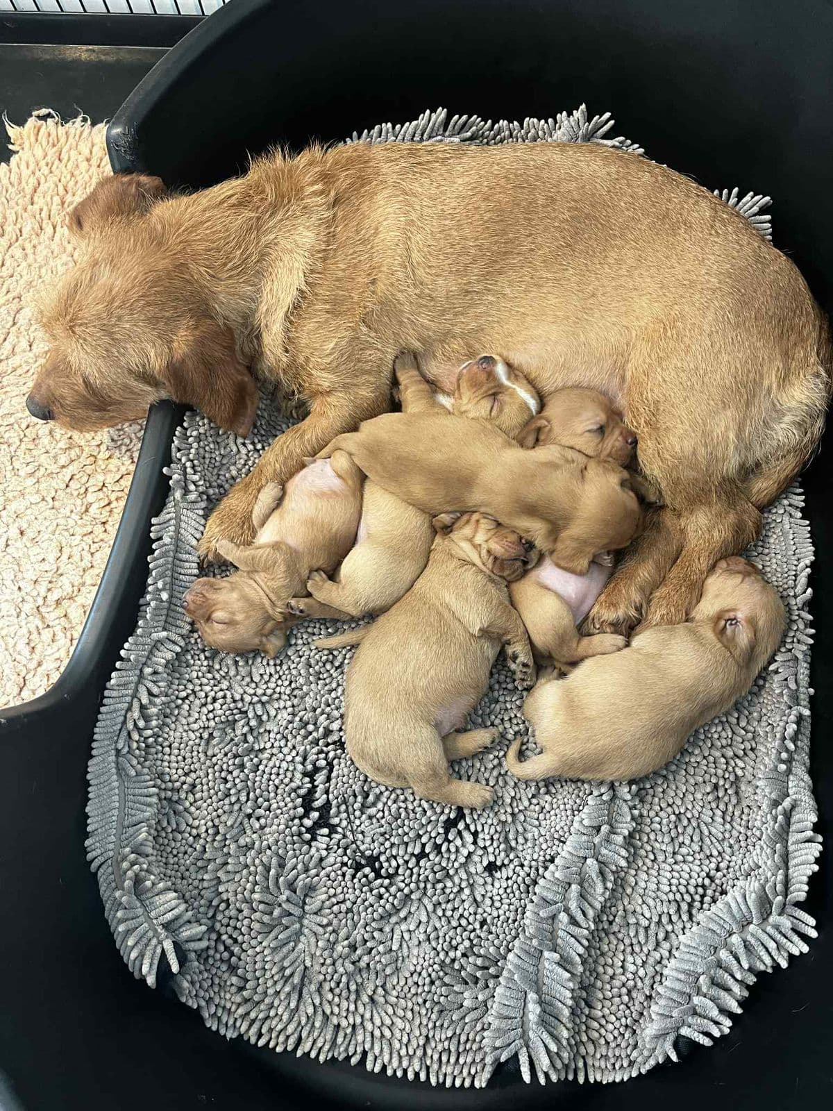 Basset fauve de bretagne valper