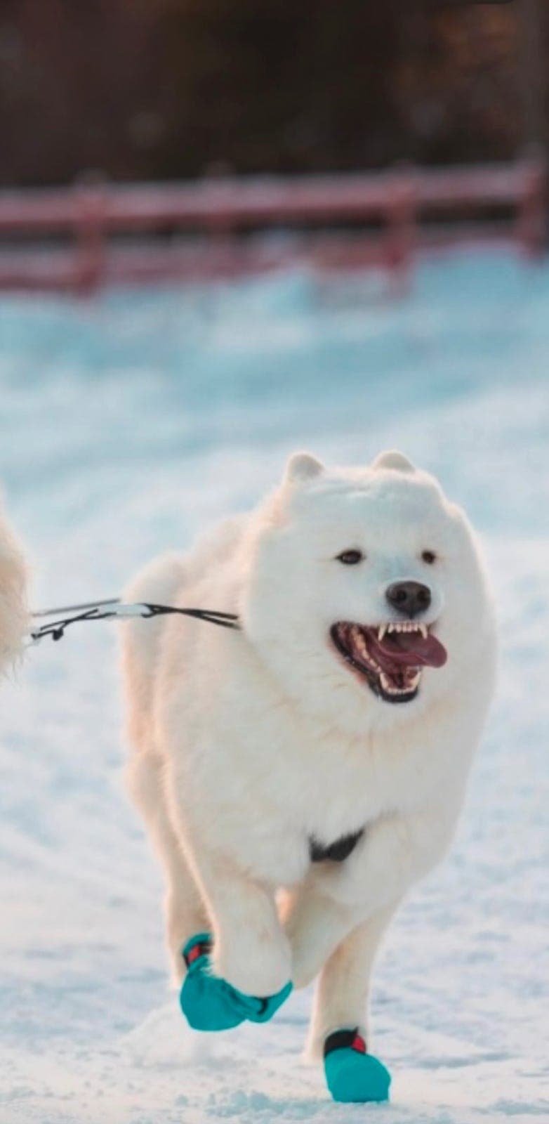 Samojed valper fra oppdretter