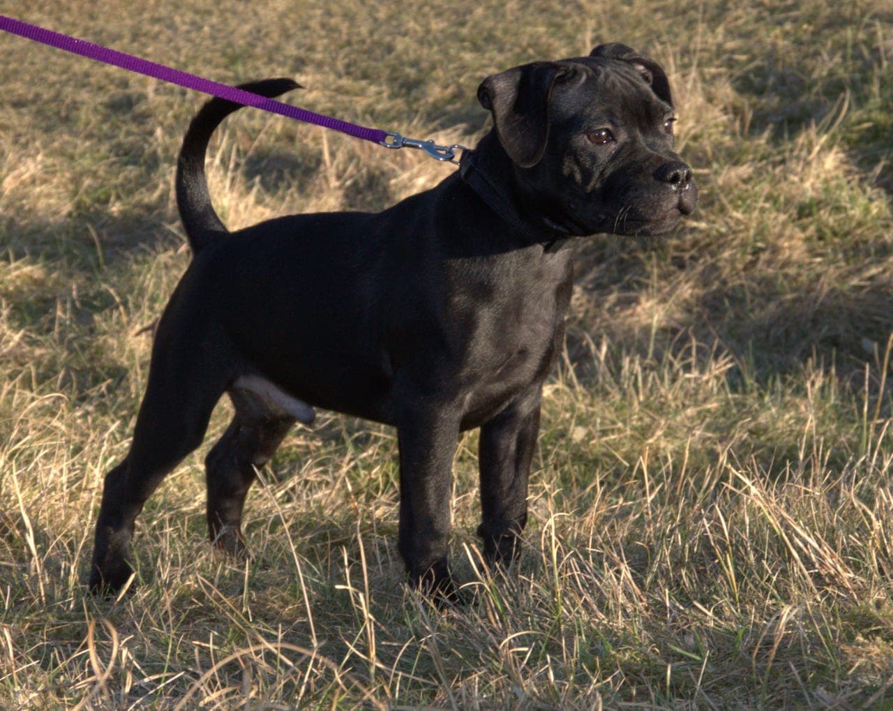 Staffordshire bullterrier valper til salgs/foravtale