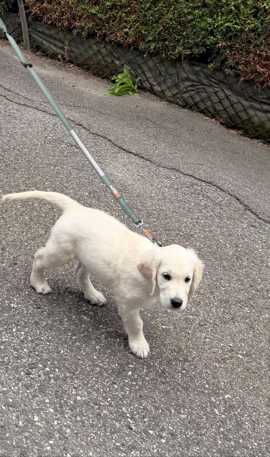 NKK Registrert Golden Retriever, leveringsklar