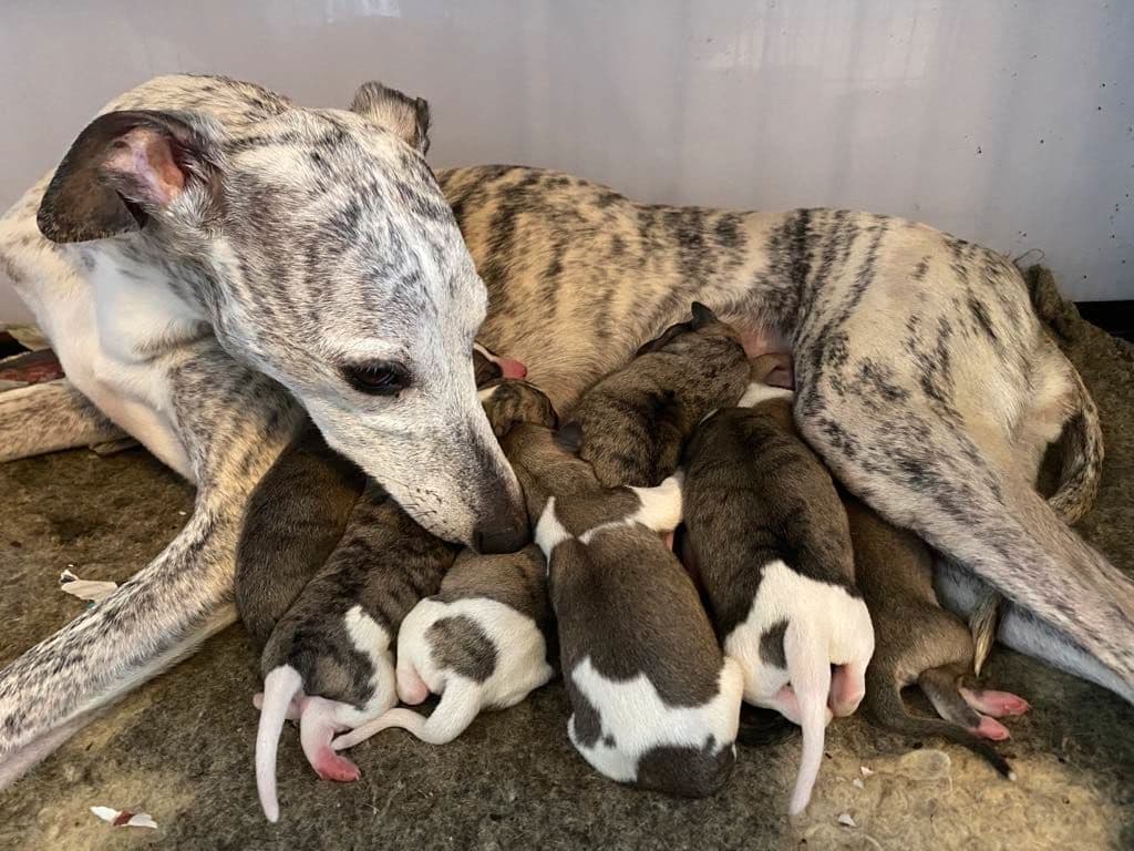 Da er de her - Whippetvalper  med levering fra 24.juni