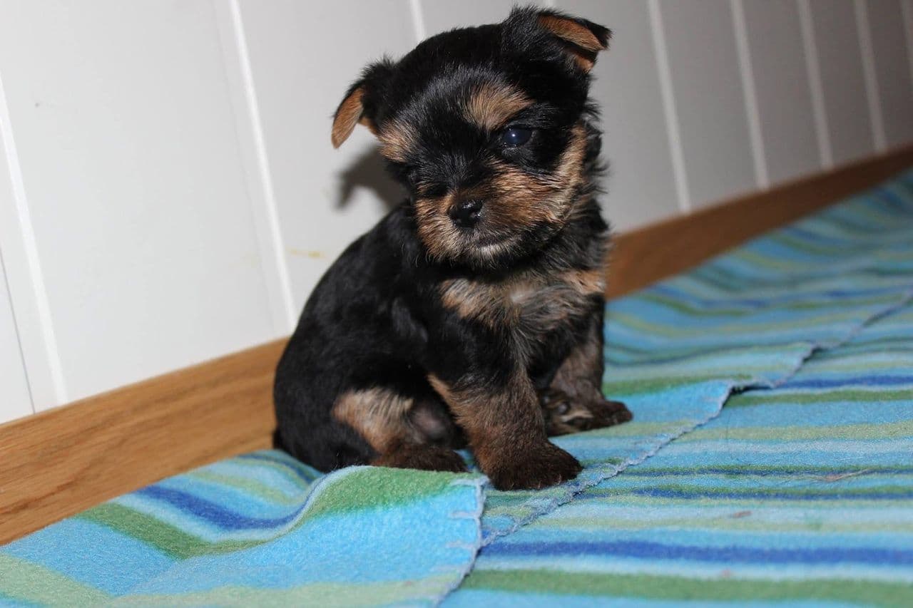 yorkshire terrier valper
