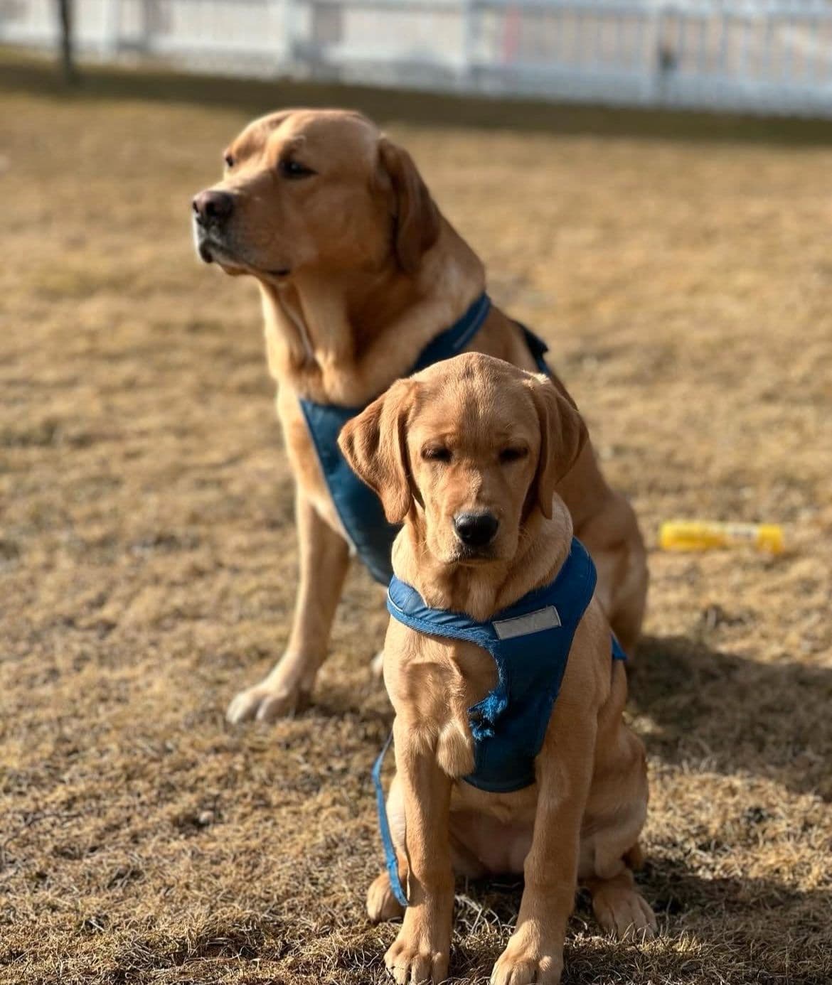 Labradorer vurderes omplassert