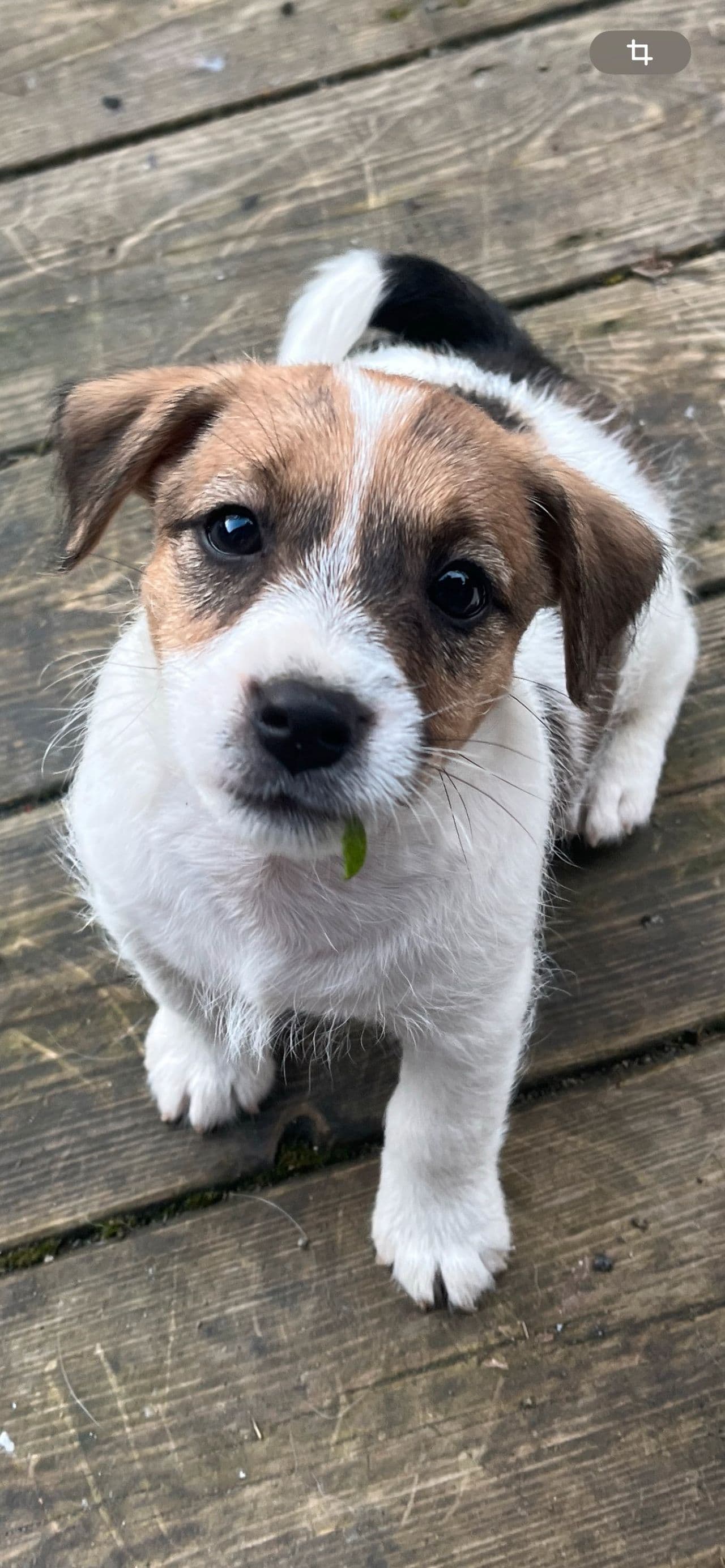 Jack Russell guttevalper