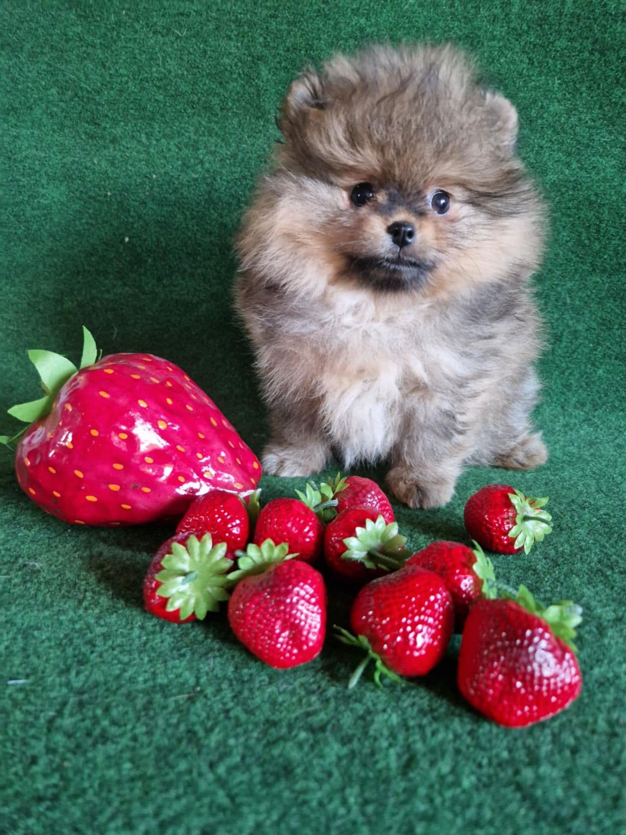 Nydelige hvit og orange pomeranian valper og voksen tispe