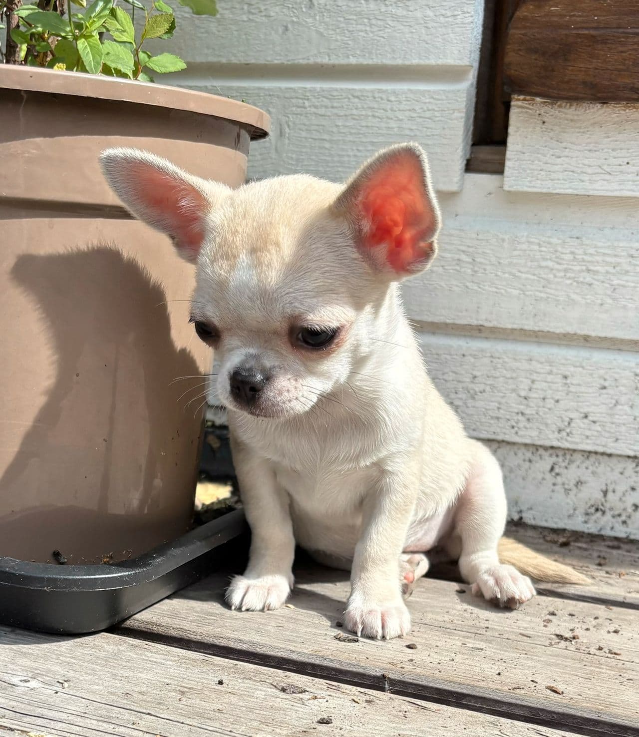 Utrolig søte , renrasede 💓 Chihuahua valpe , Jente 💓
