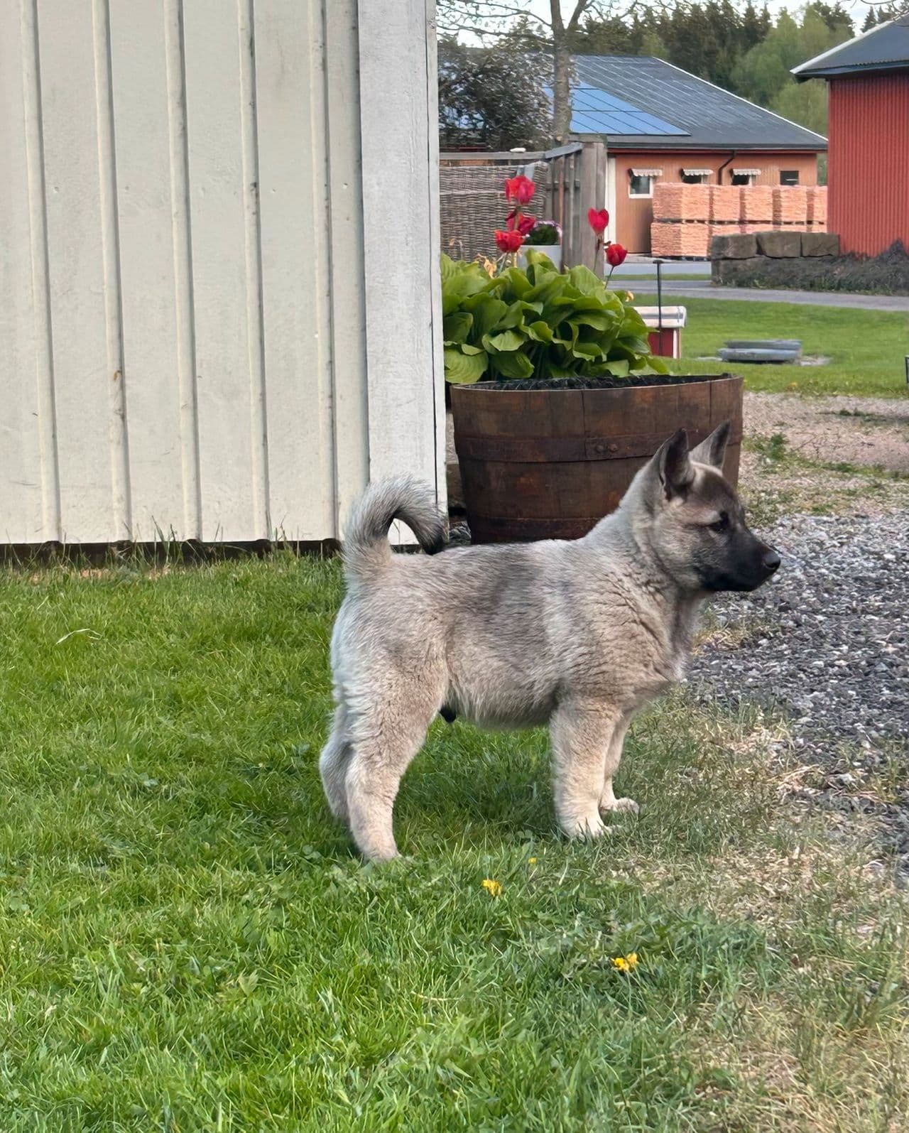 Norsk Elghund Grå NEG