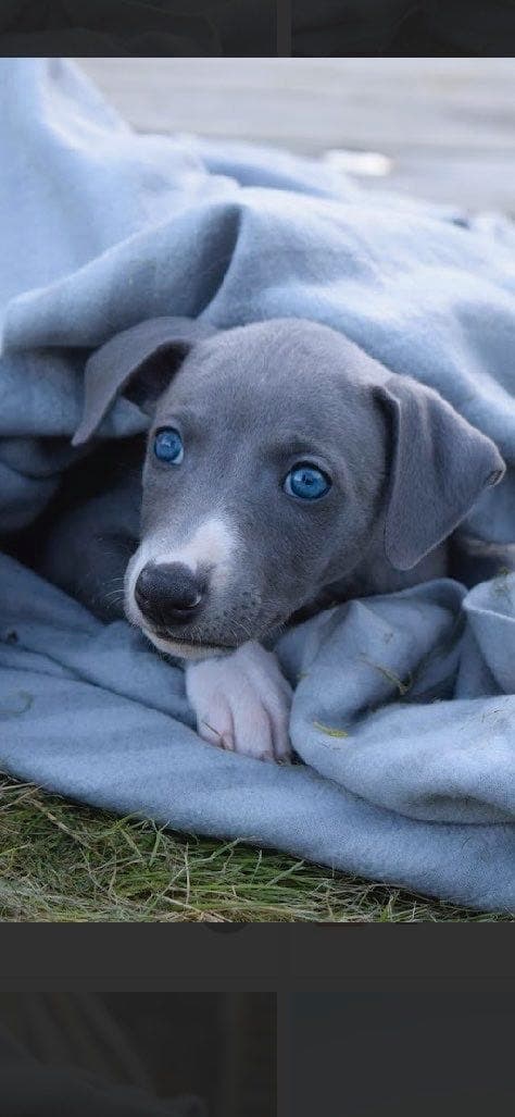 Whippet