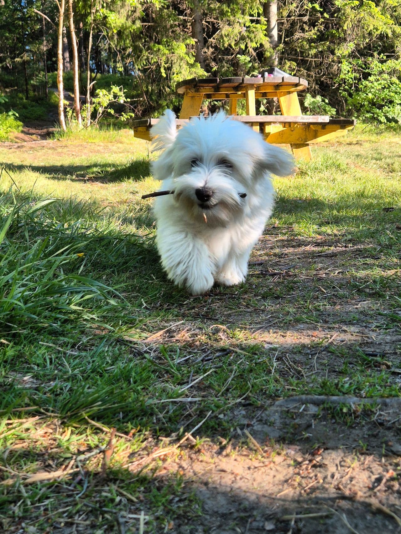 Snøhvit Bichon Havanais selges