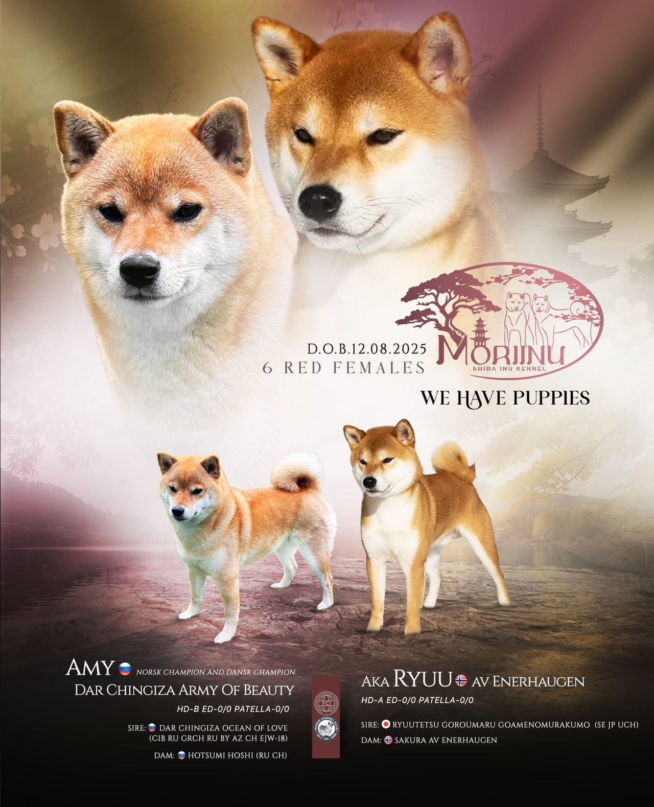 Shiba Inu-valper (tisper)