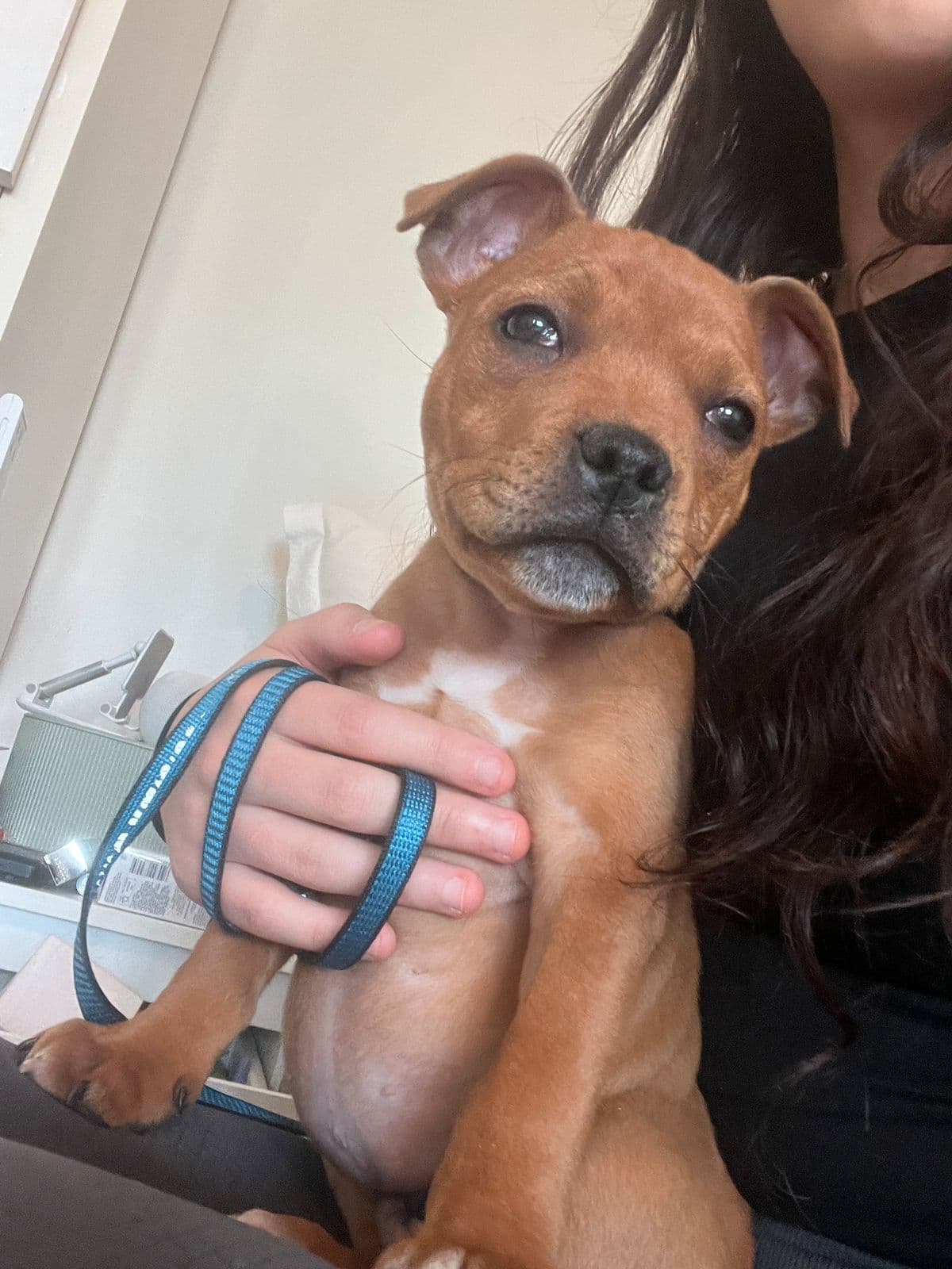 Staffordshire bull terrier valp