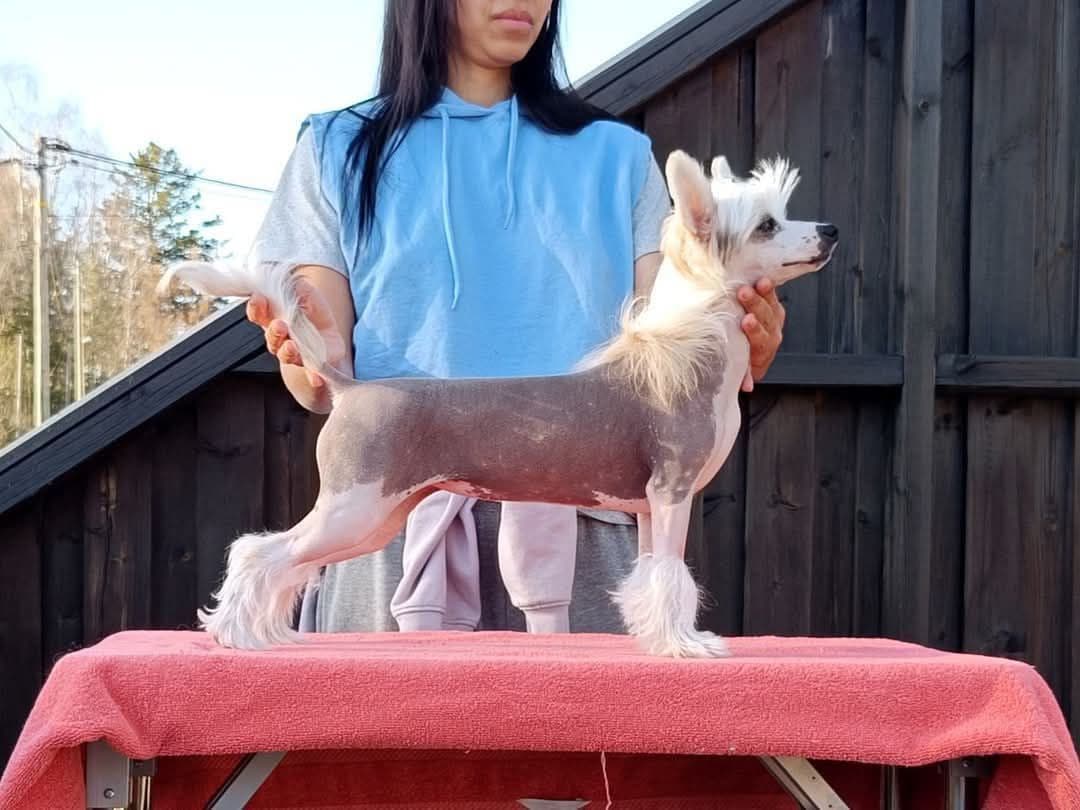 Chinese crested valp 7 mnd ❤️