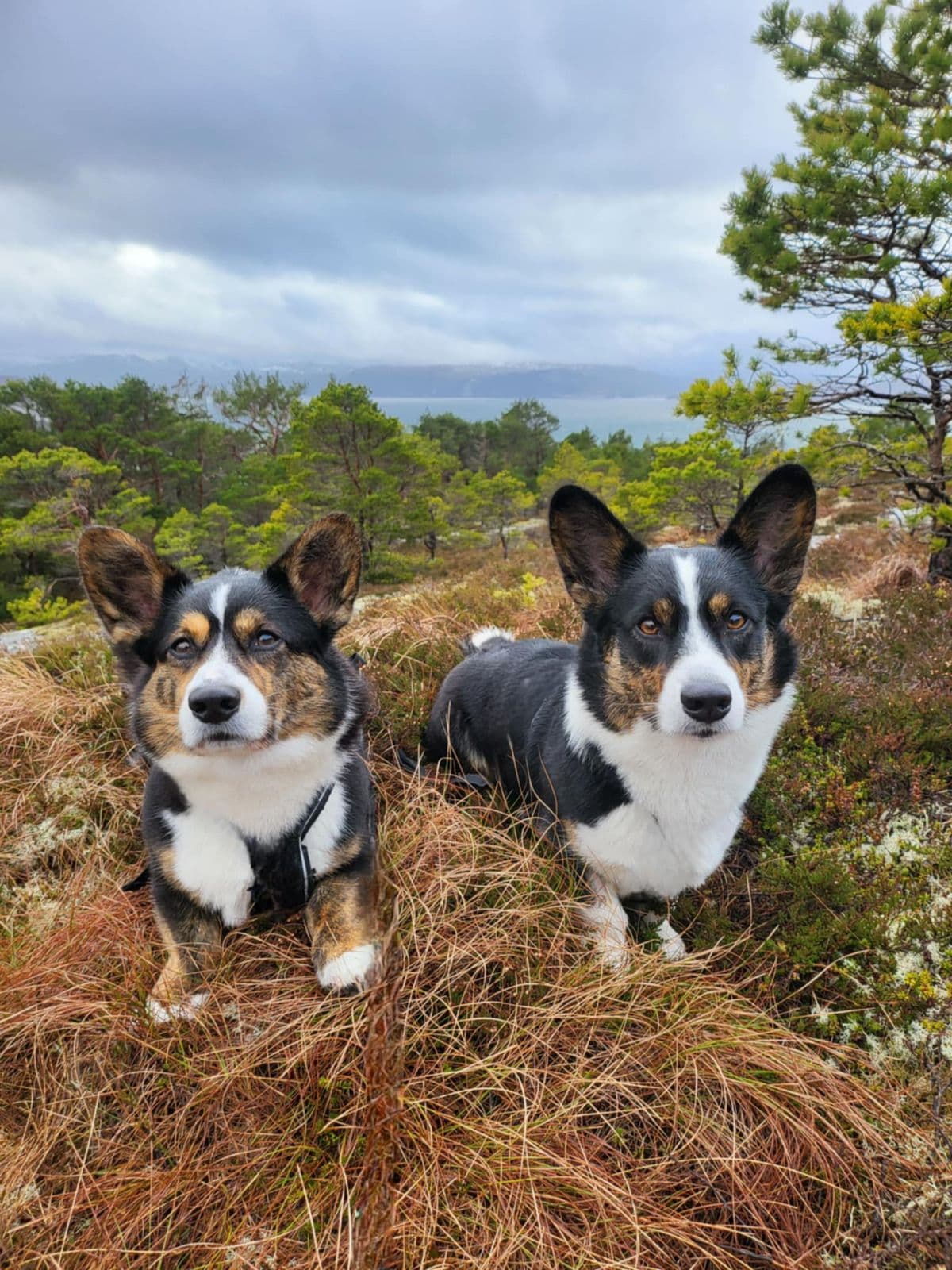 Welsh Corgi Cardigan valper selges 🥰