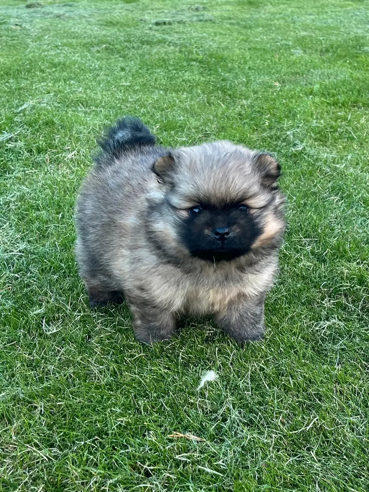 Pomeranian tispevalp - NKK registrert/stamtavle