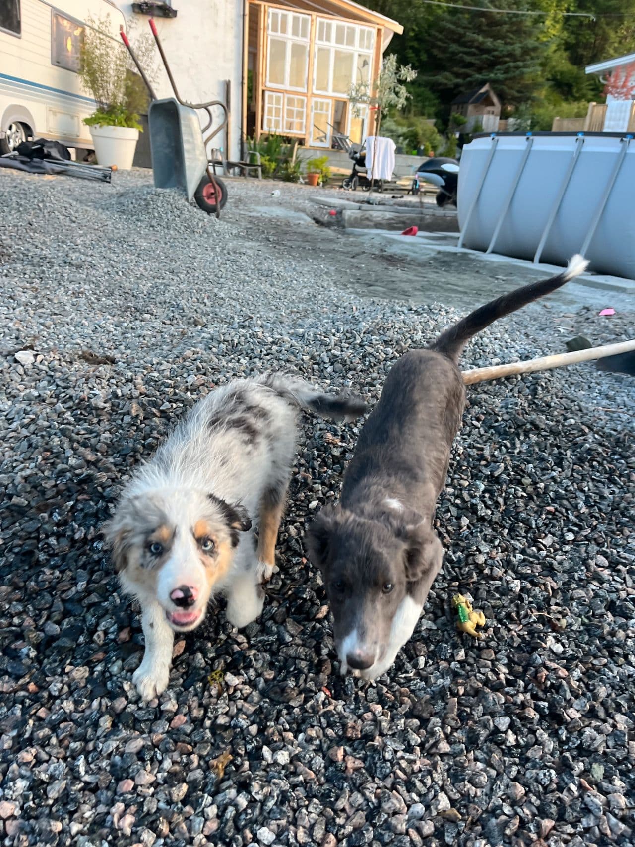 Blue merle border collie valp