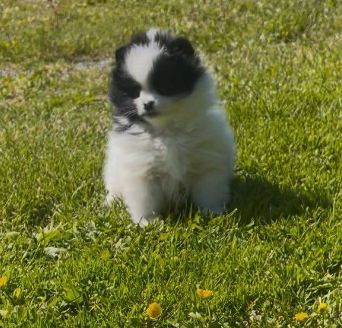 Pomeranian tispe NKK registrert