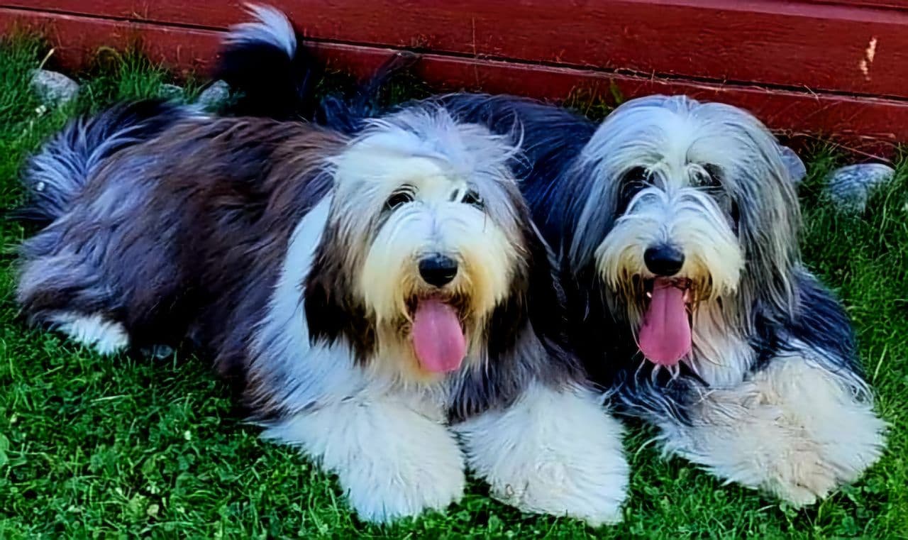 BEARDED COLLIE VALPER FØDT 26.MAI