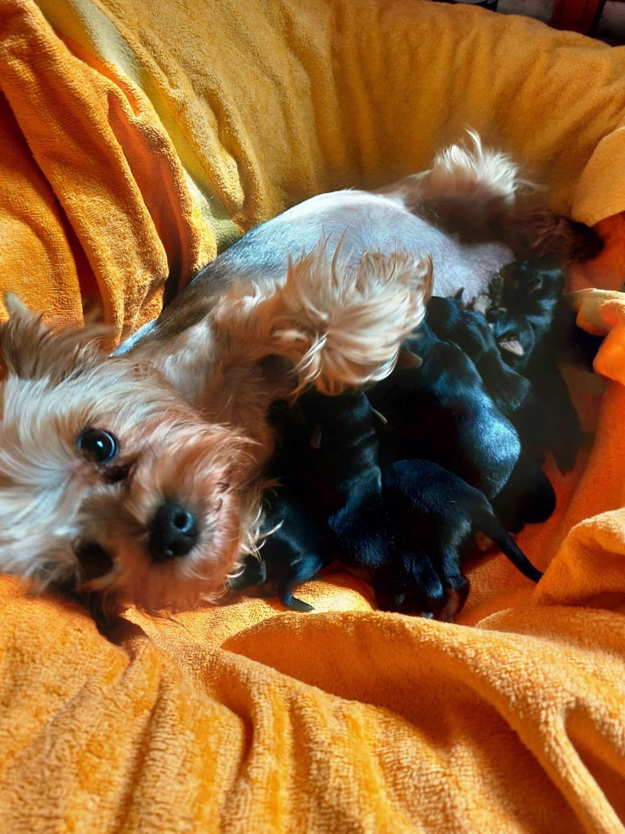 Yorkshire Terrier Valper