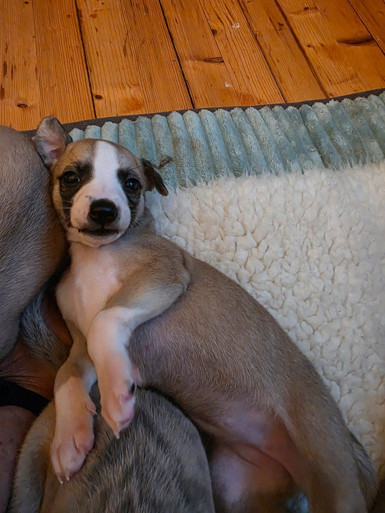 Vakre små Whippeter født 12.08.2025