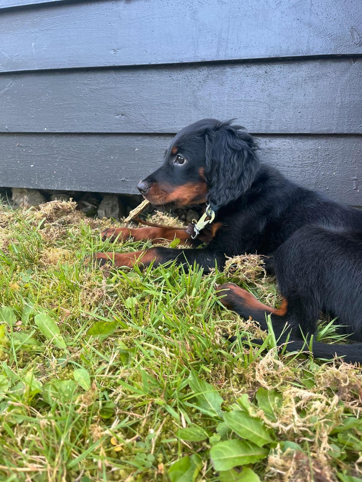 Den fineste Gordon setter tispen selges