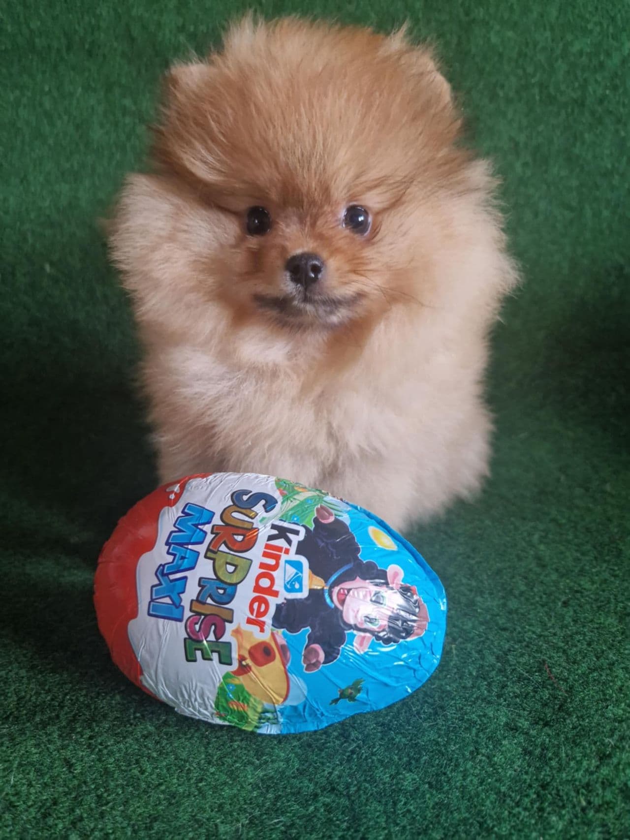 Nydelige hvite og orange pomeranian valper og voksen tispe